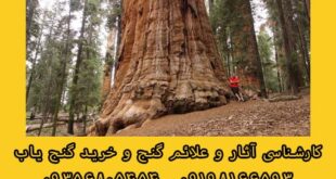 درخت حیات در گنج و دفینه یابی