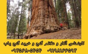 درخت حیات در گنج و دفینه یابی