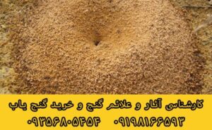 نقش مورچه در گنج و دفینه